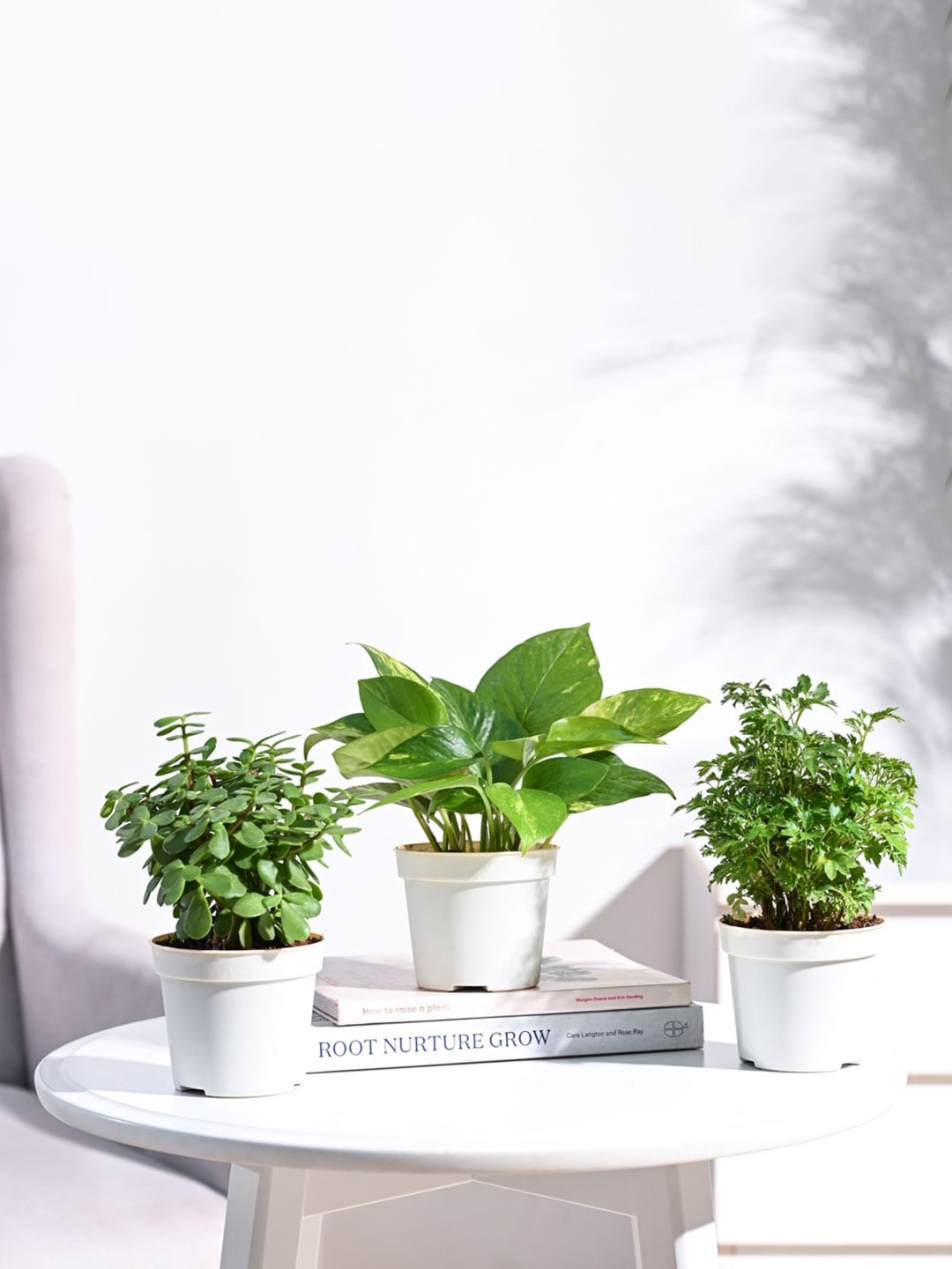 

UGAOO Green & White 3 Pieces Bonsai Indoor Live Plants With Pot