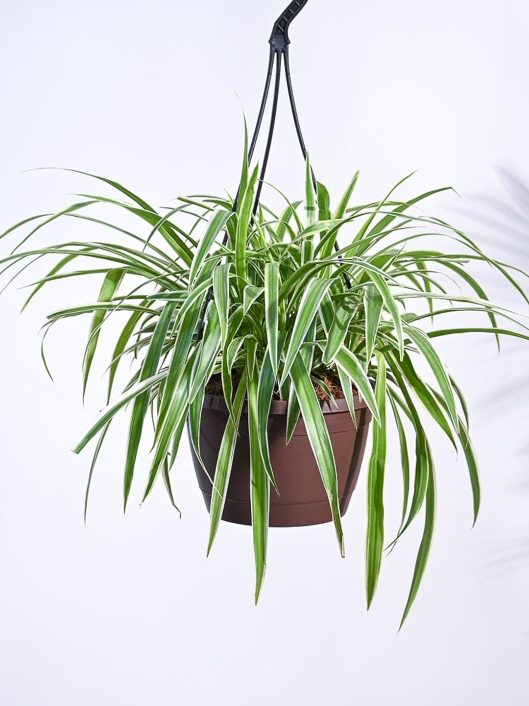 

UGAOO Green & Brown Spider Plant With Hanging Pot