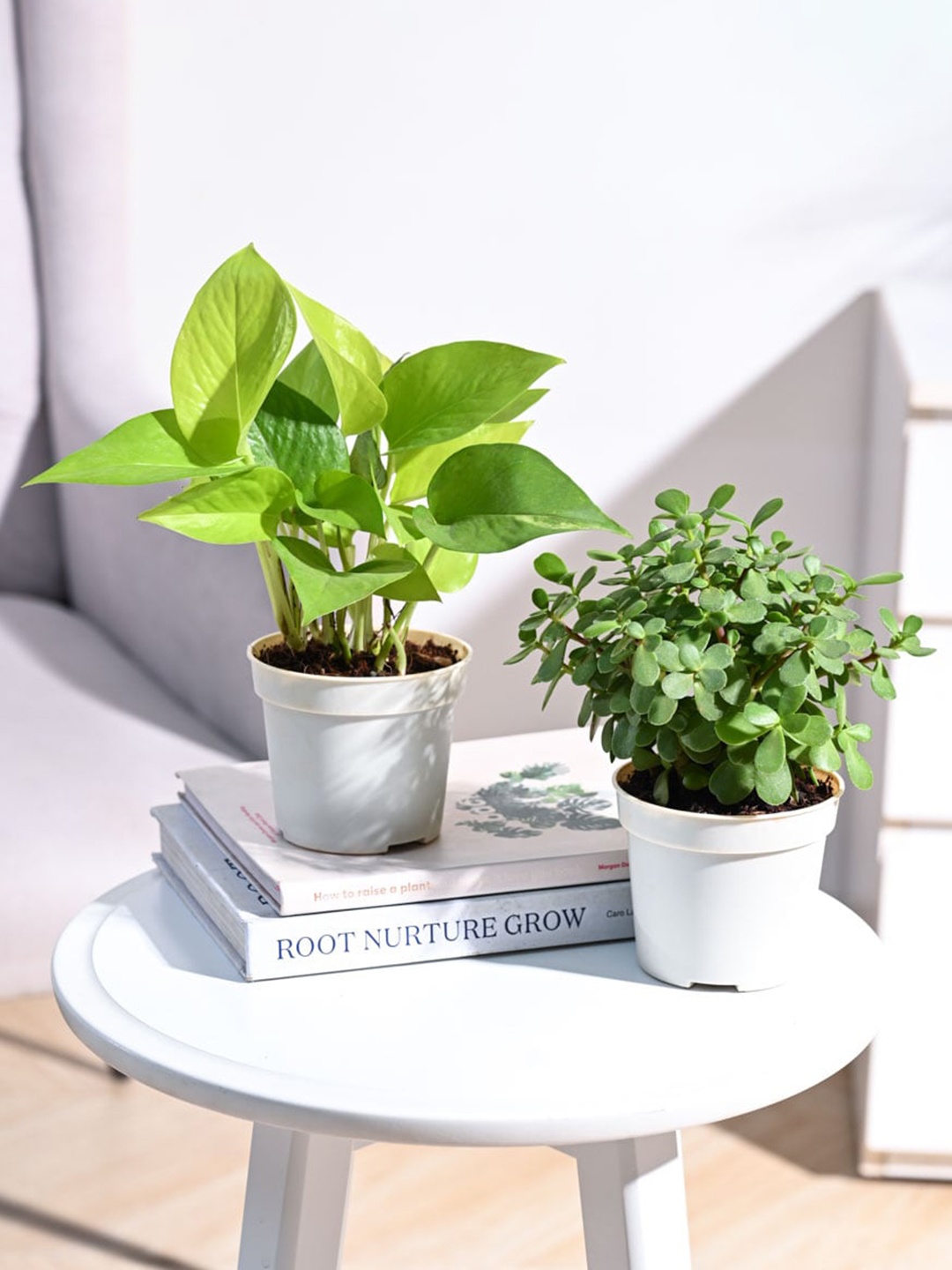 

UGAOO 2 Pcs Indoor Live Plants With Pot, Green