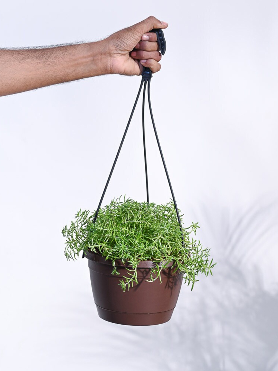 

UGAOO Green Sedum Golden Plant in Hanging Pot