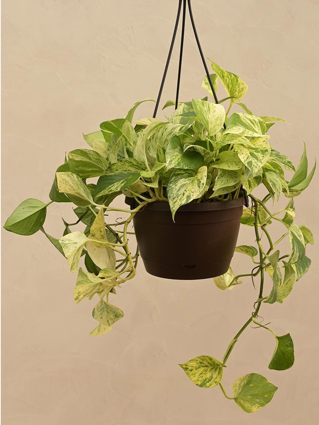 

UGAOO Green & Brown Money Plant Marble With Hanging Pot