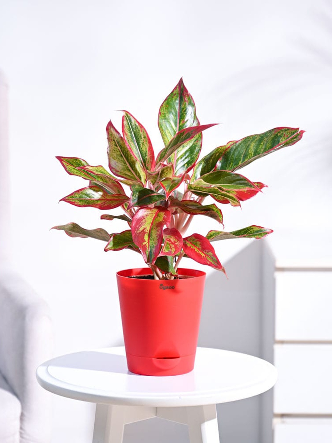 

UGAOO Red & Green 2 Pieces Indoor Plants With Pot