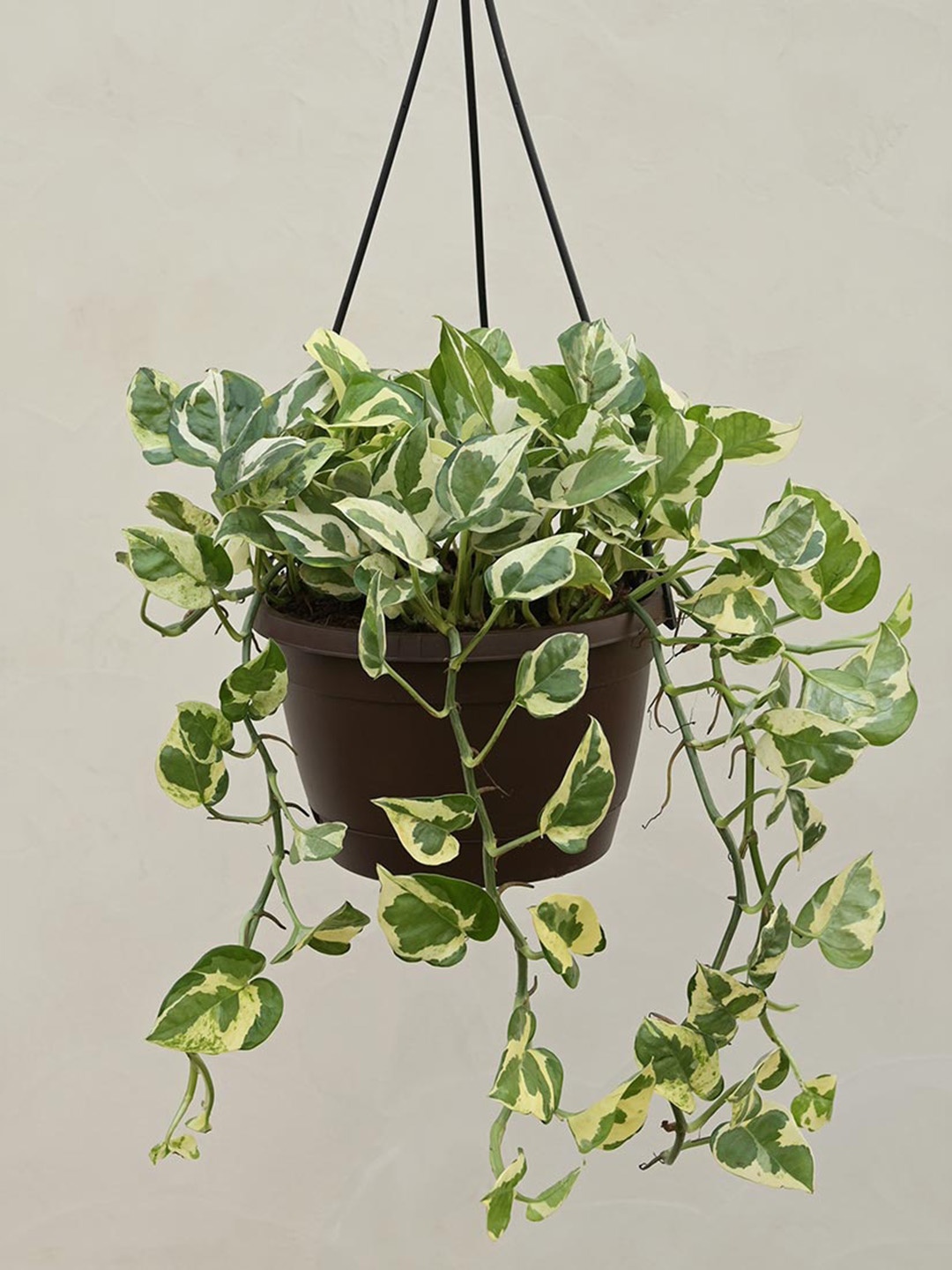 

UGAOO Money Plant N Joy With Hanging Pot, Green