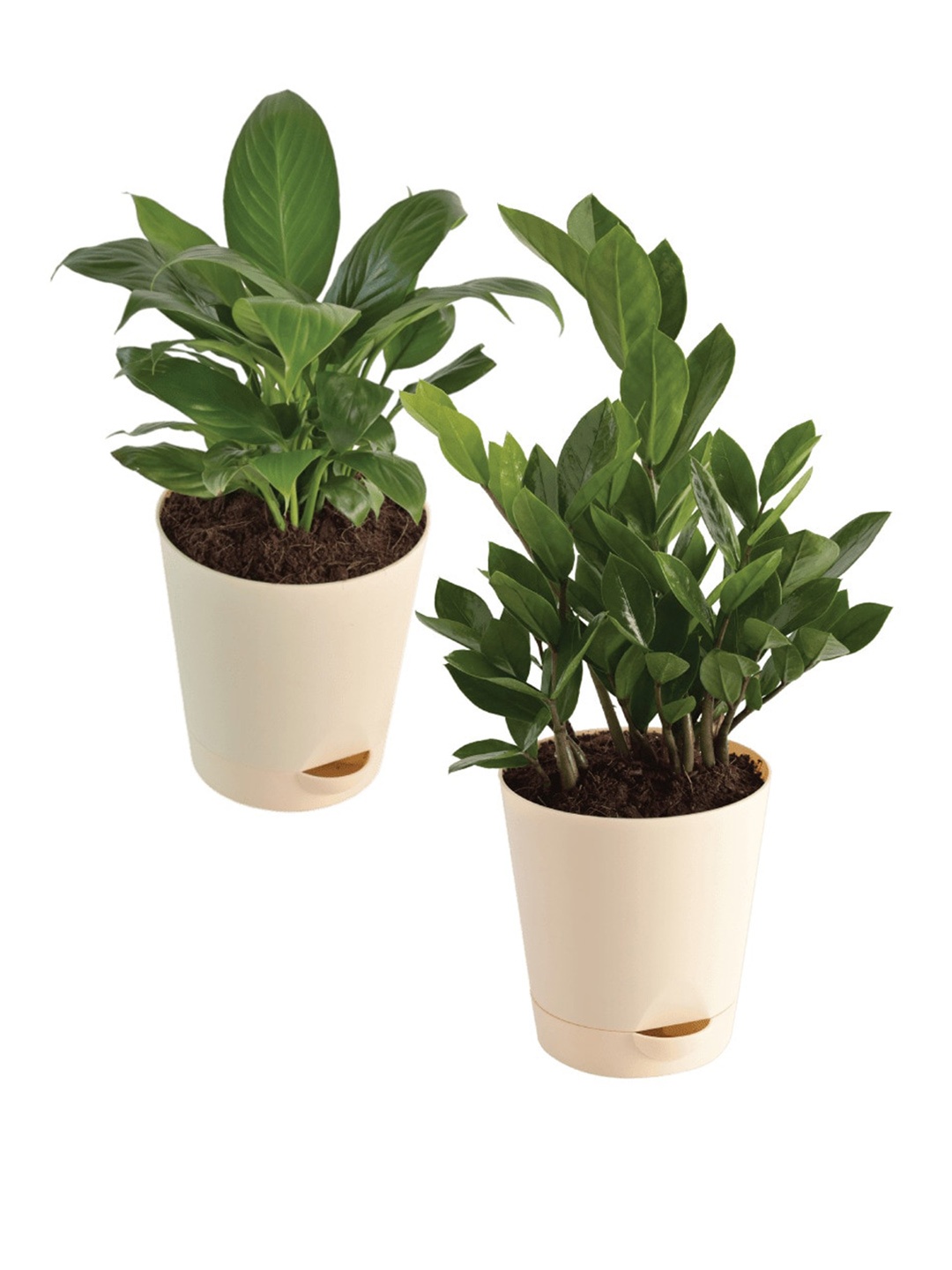 

UGAOO Green & White 2 Pieces Cactus Indoor Plants With Pot