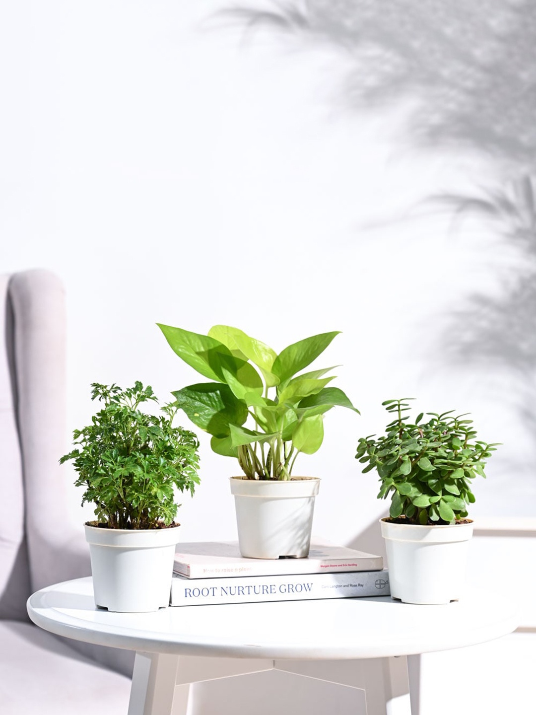 

UGAOO 3 Pieces Indoor Live Plants With Pot, Green