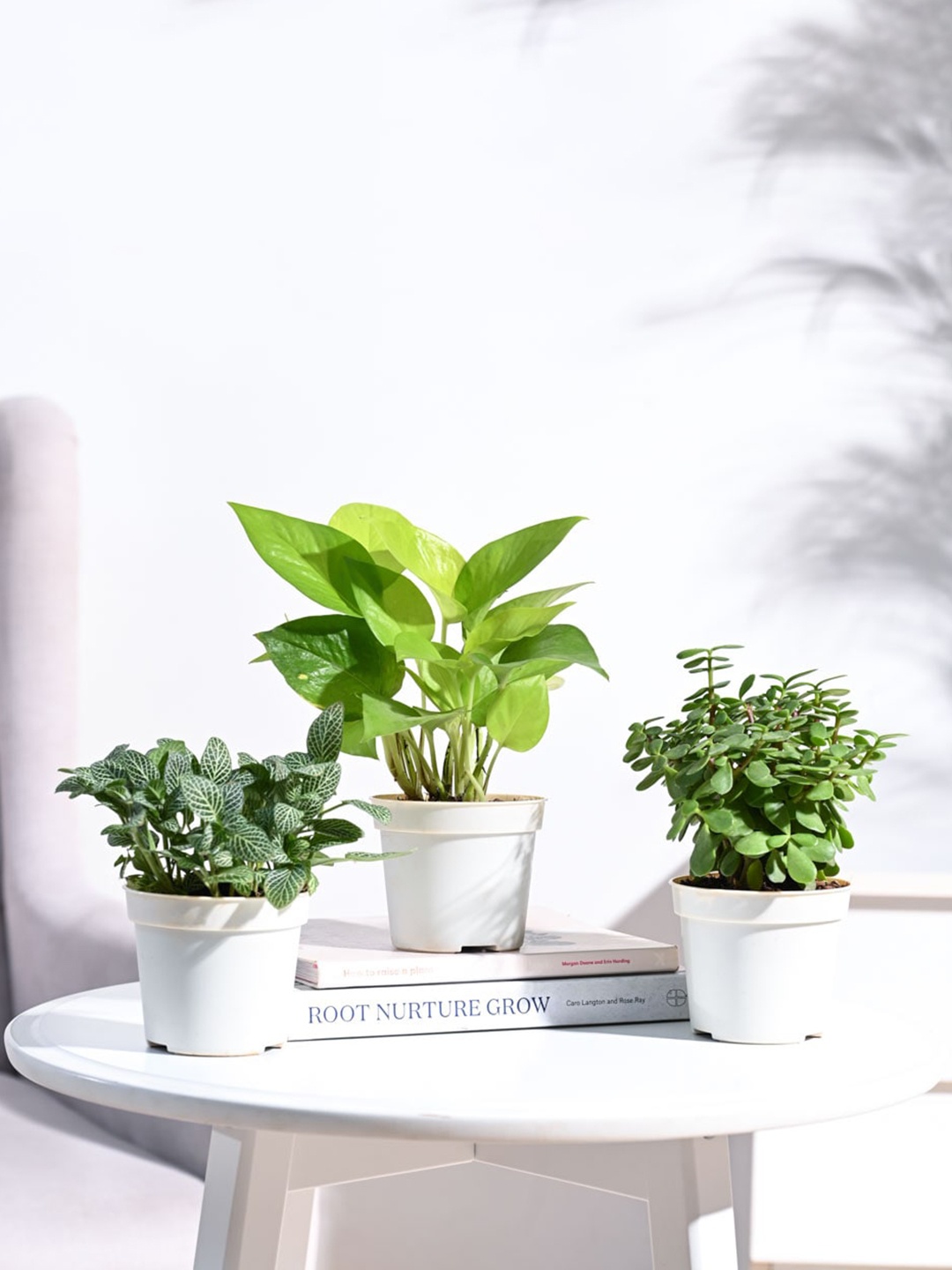 

UGAOO Green & White 3 Pieces Indoor Live Plants With Pot