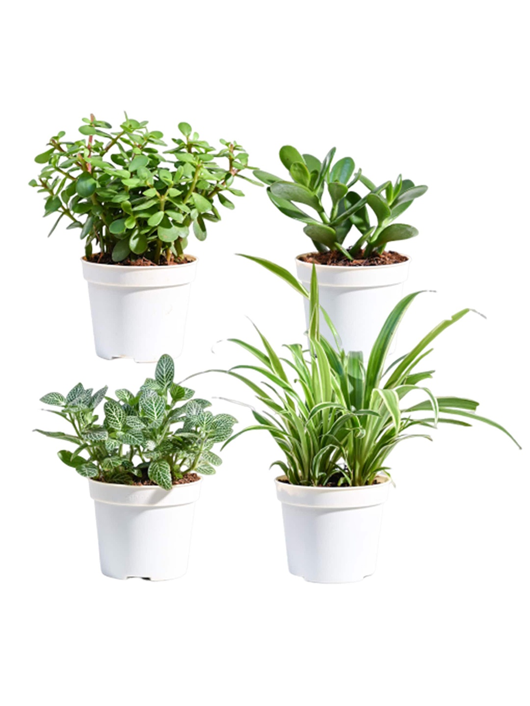 

UGAOO Green & White 4 Pieces Shrubs Indoor Live Plants With Pot