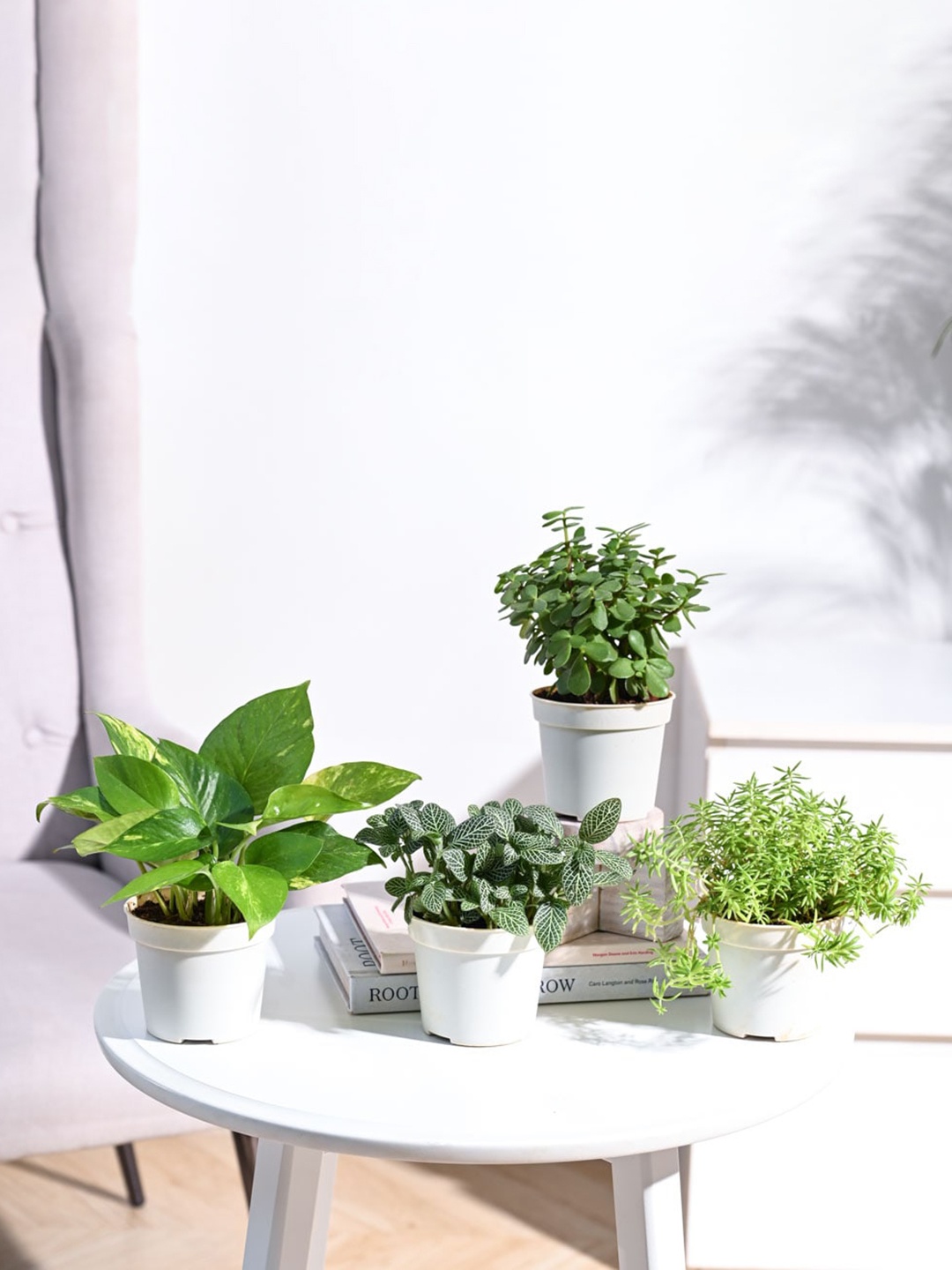 

UGAOO Green & White 4 Pieces Indoor Live Plants With Pot