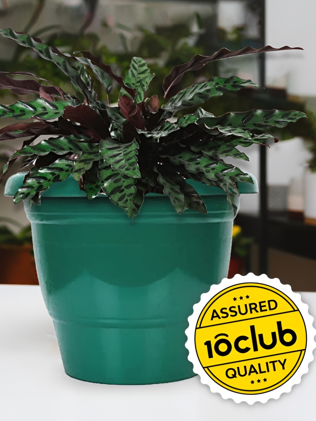 

10club Red 4 Pcs Light Weight Planter, Multi