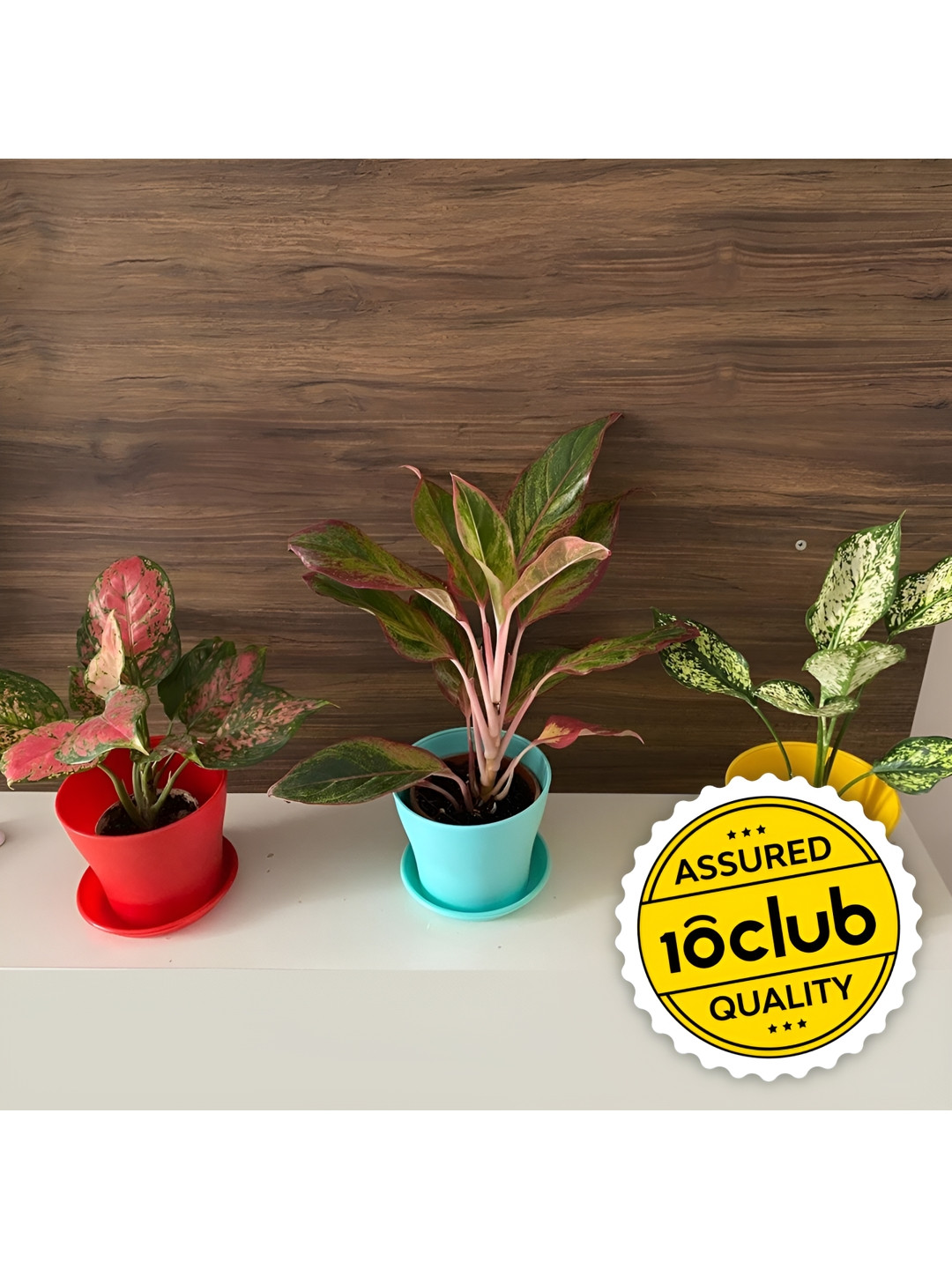 

10club Red & Green 6 Pcs Planter with Trays