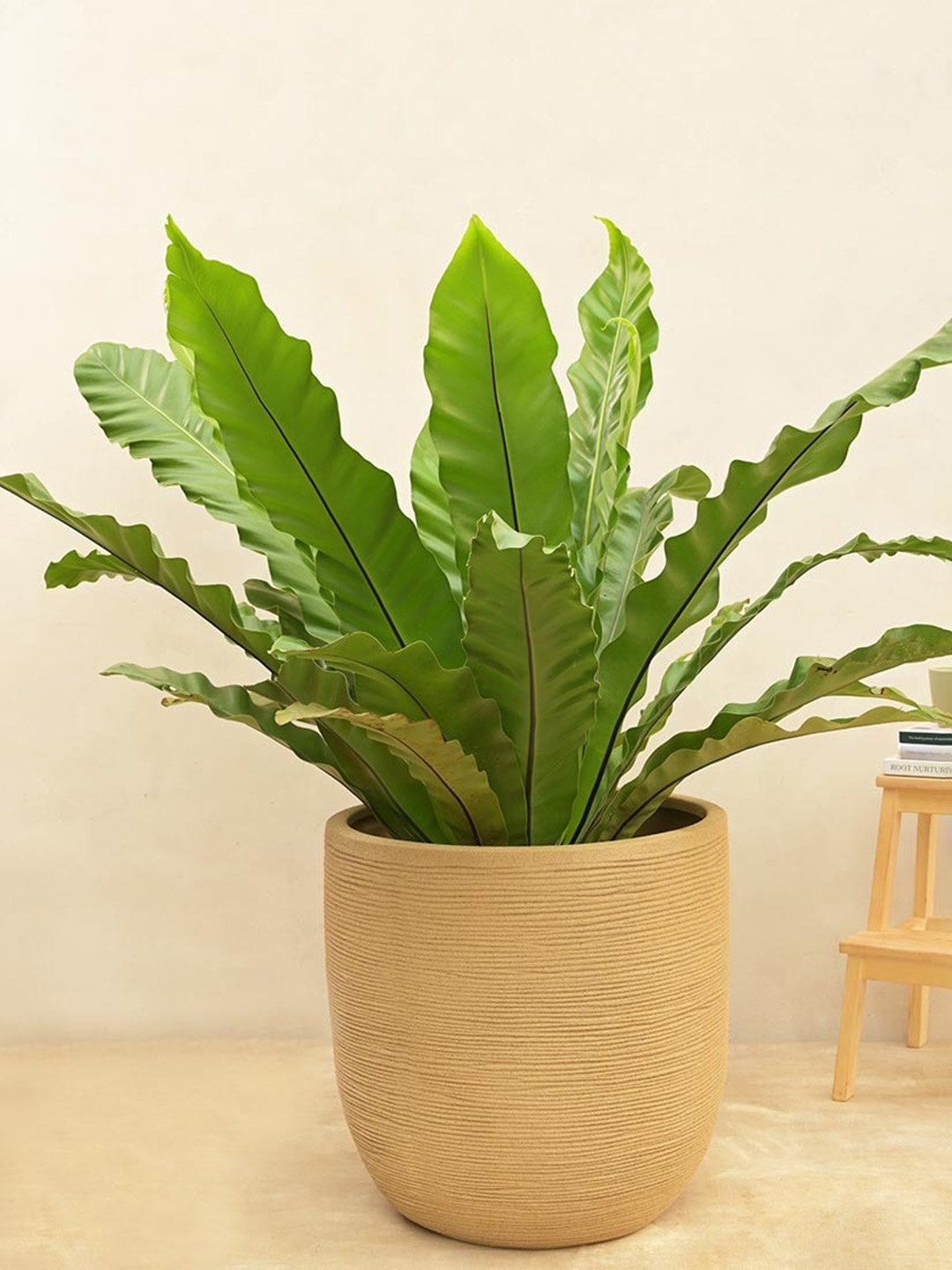 UGAOO Beige Textured Large Planter