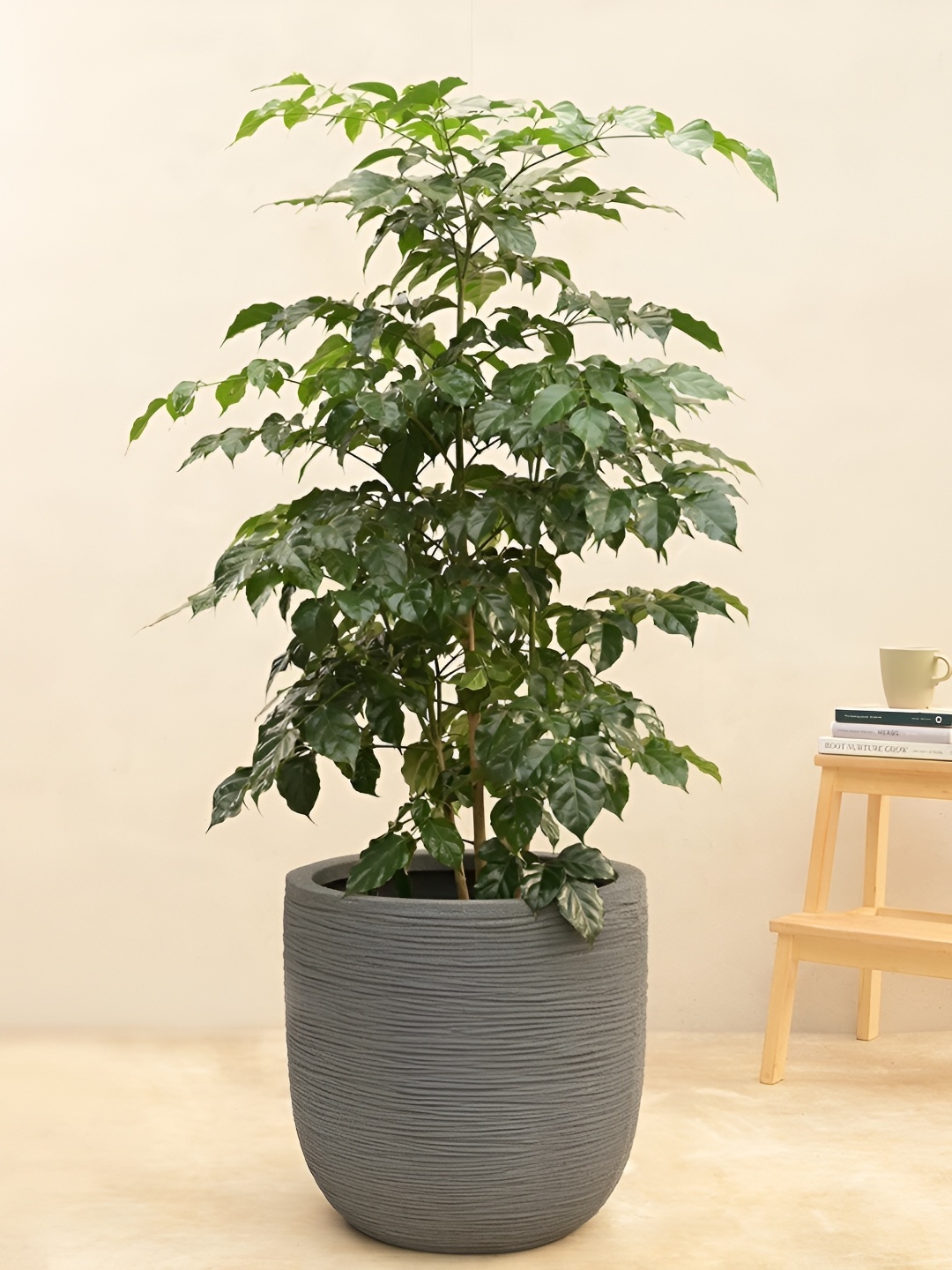 

UGAOO Grey Textured Medium Planter