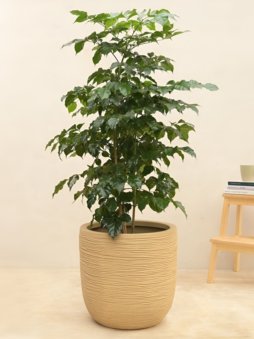 

UGAOO Beige Textured Medium Planter