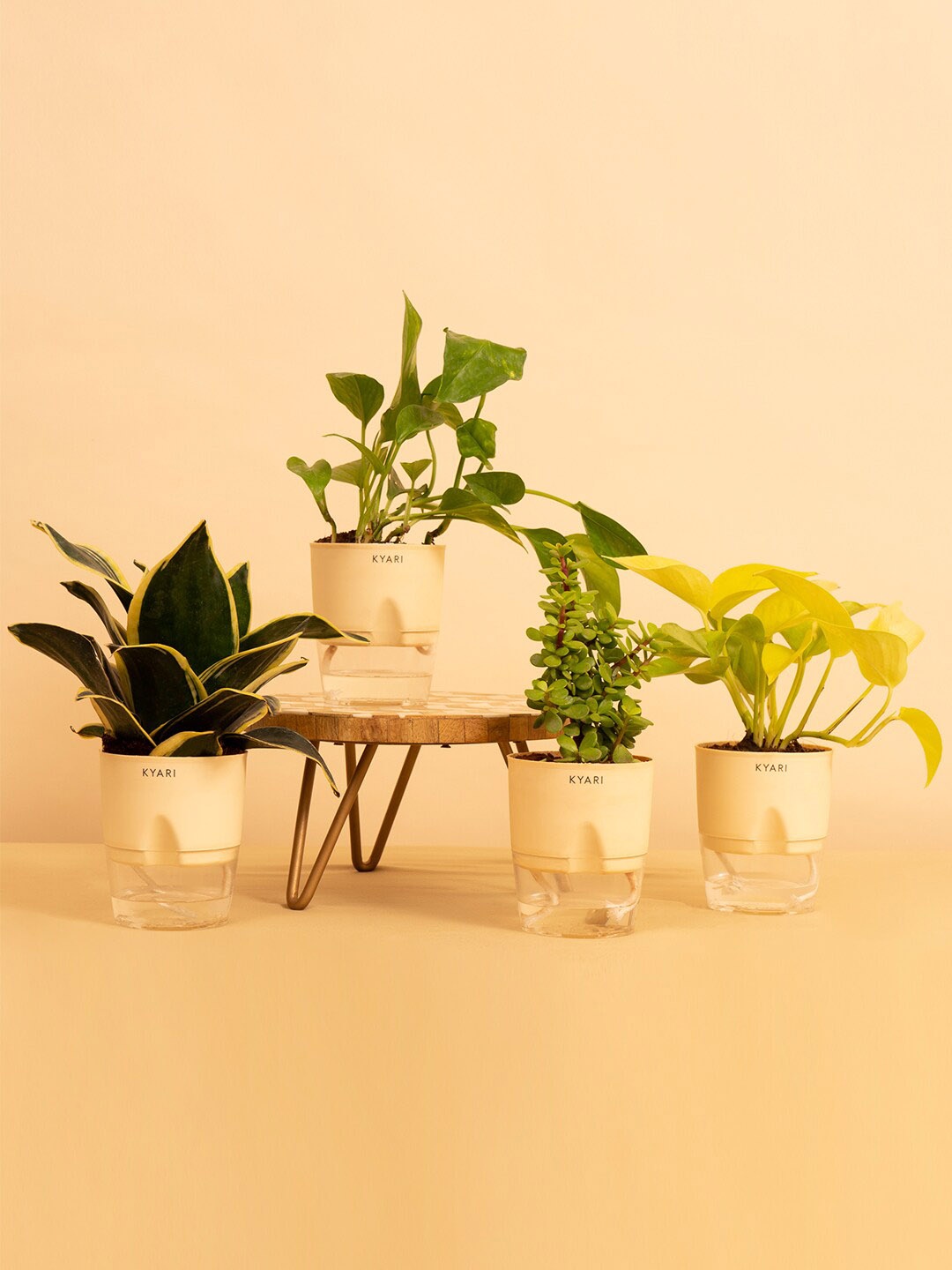 

Kyari Cream Coloured & Green 4 Pcs Indoor Live Plants with Pots