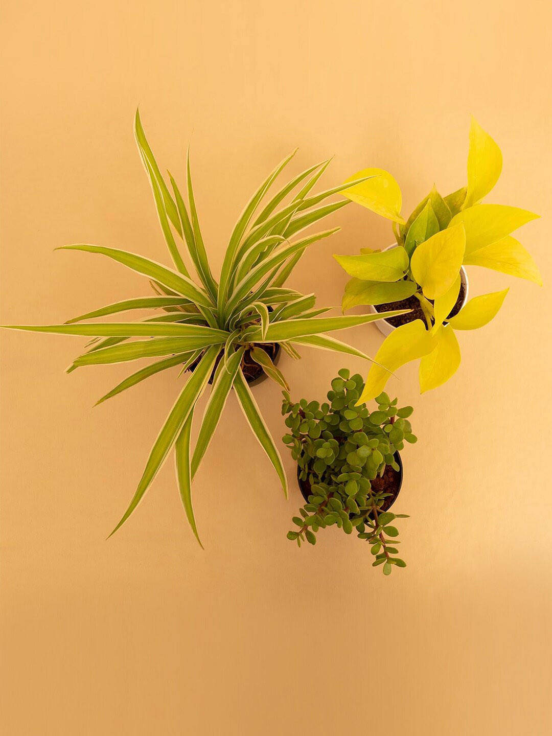 

Kyari Black 3 Pcs Indoor Jade Spider & Money Plants With Pot