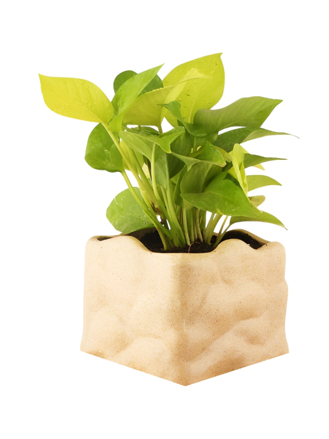 

Leafy Tales Beige Barrel Shape Ceramic Planter