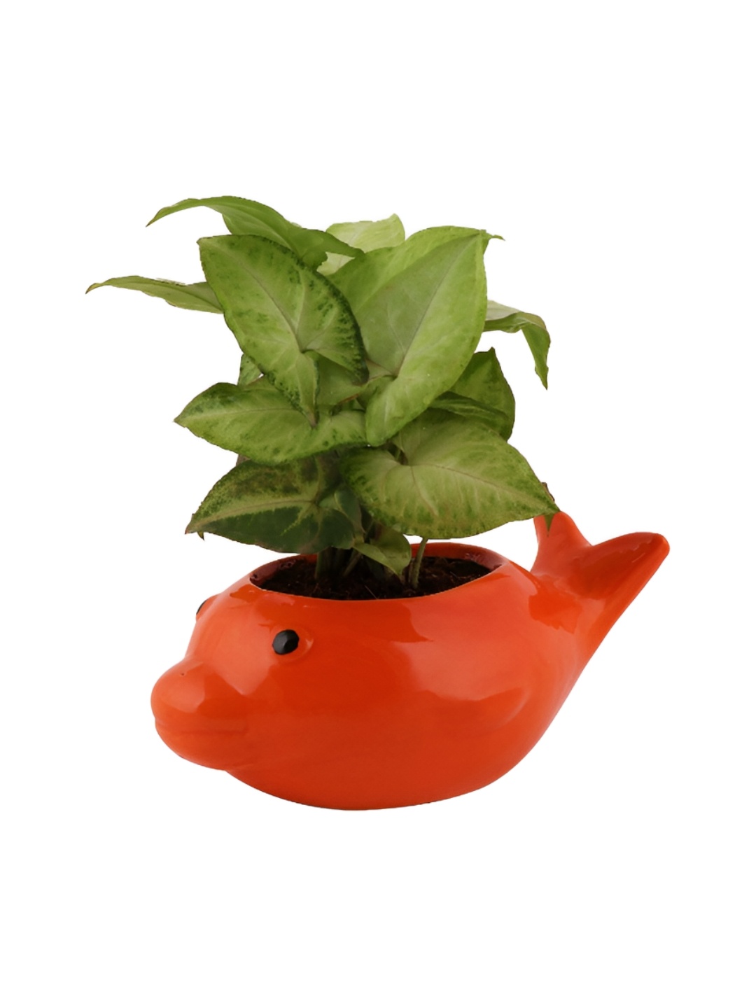 

Leafy Tales Red Owl Shape Ceramic Planter