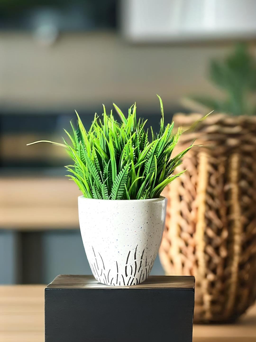 

Akaar White Ceramic Pot with Fern bunch