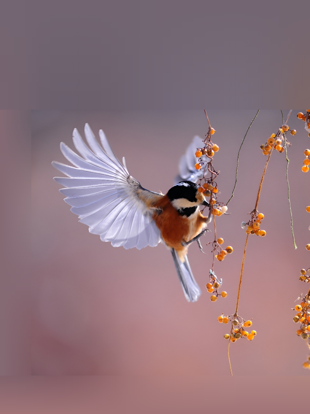 

British Terminal Brown & White Paper Birds and Animals Printed Wall Paintings