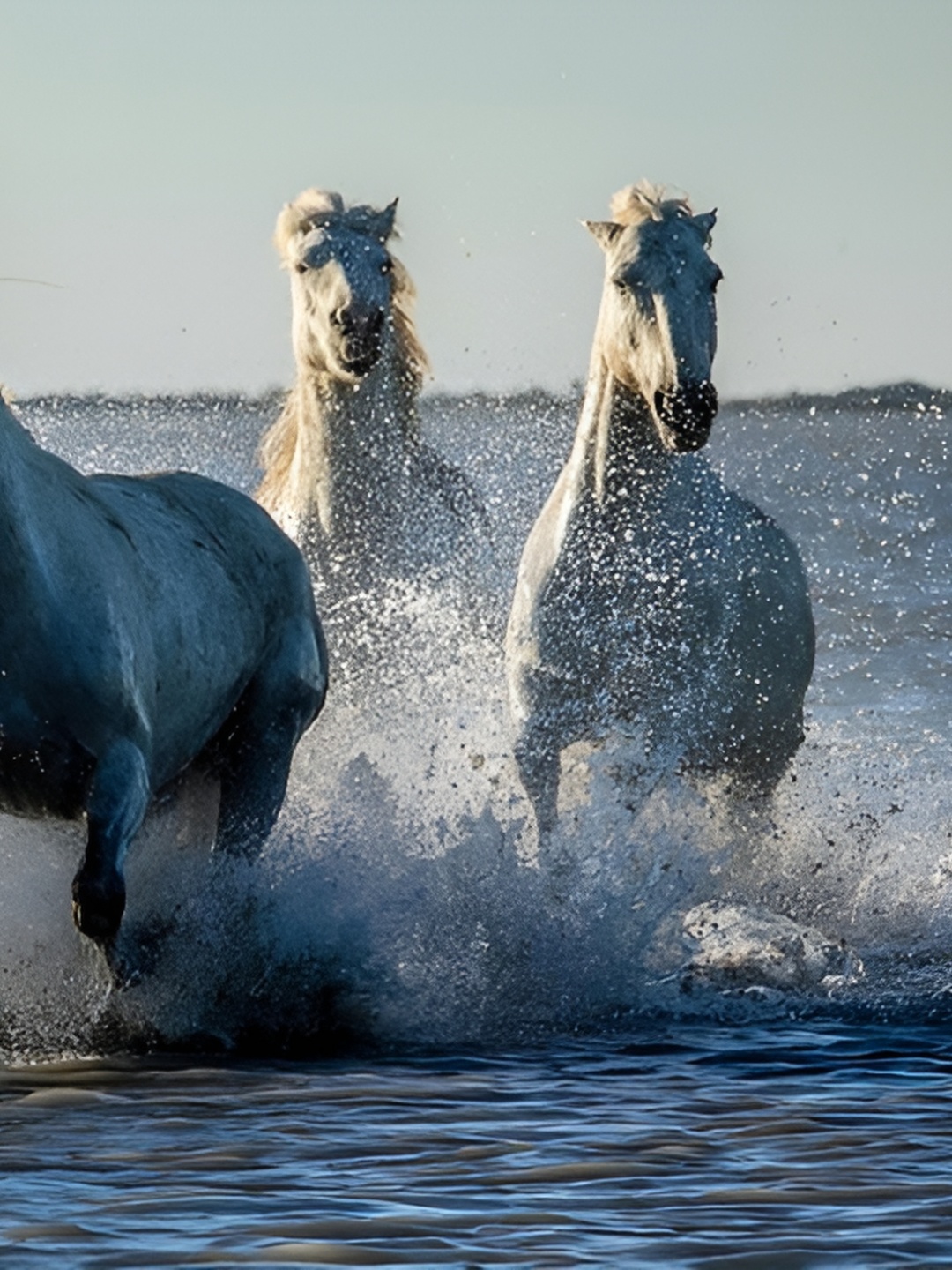 

British Terminal Blue & White Running Horses Wall Poster