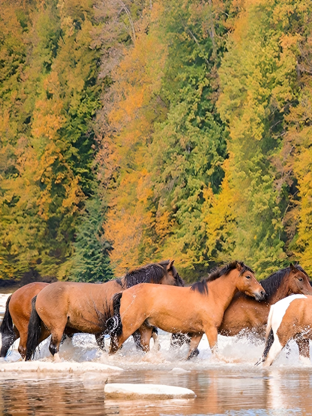 

Wallpics Brown & White Horses Wall Poster