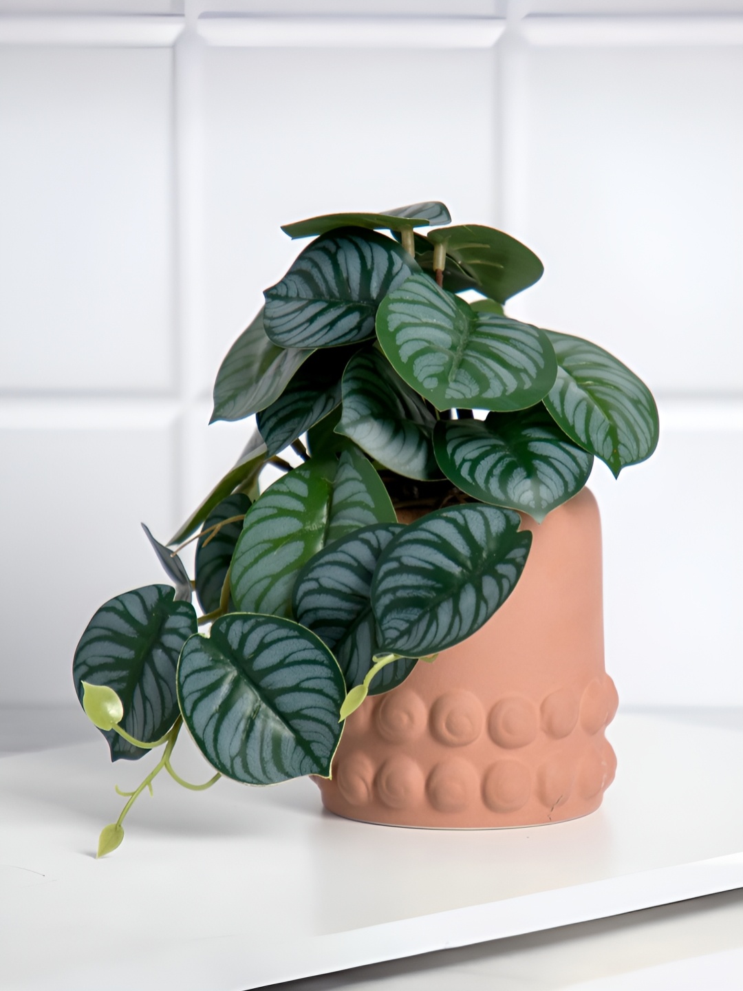 

Anko Brown Green Calathea Artificial Plant With Pot