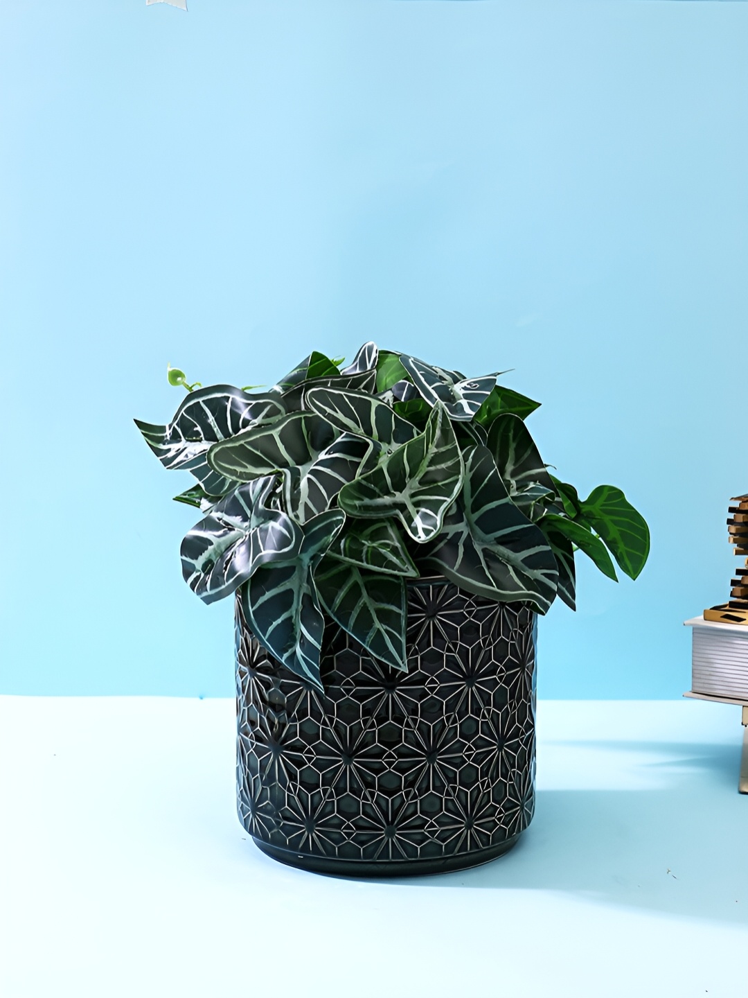 

TAYHAA Black Printed Ceramic Planter