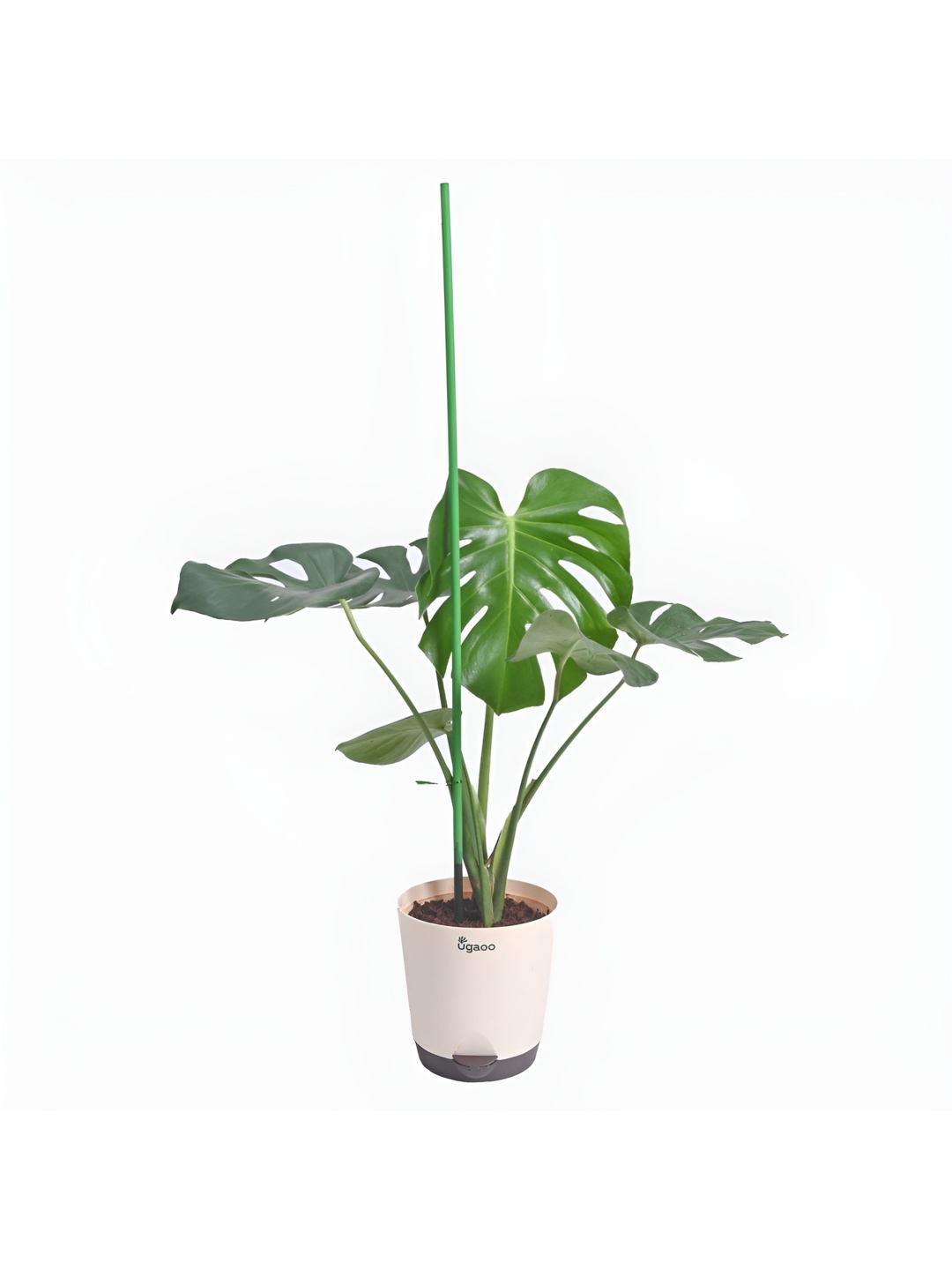 

UGAOO Green 22 Pieces Hardwood Support Sticks