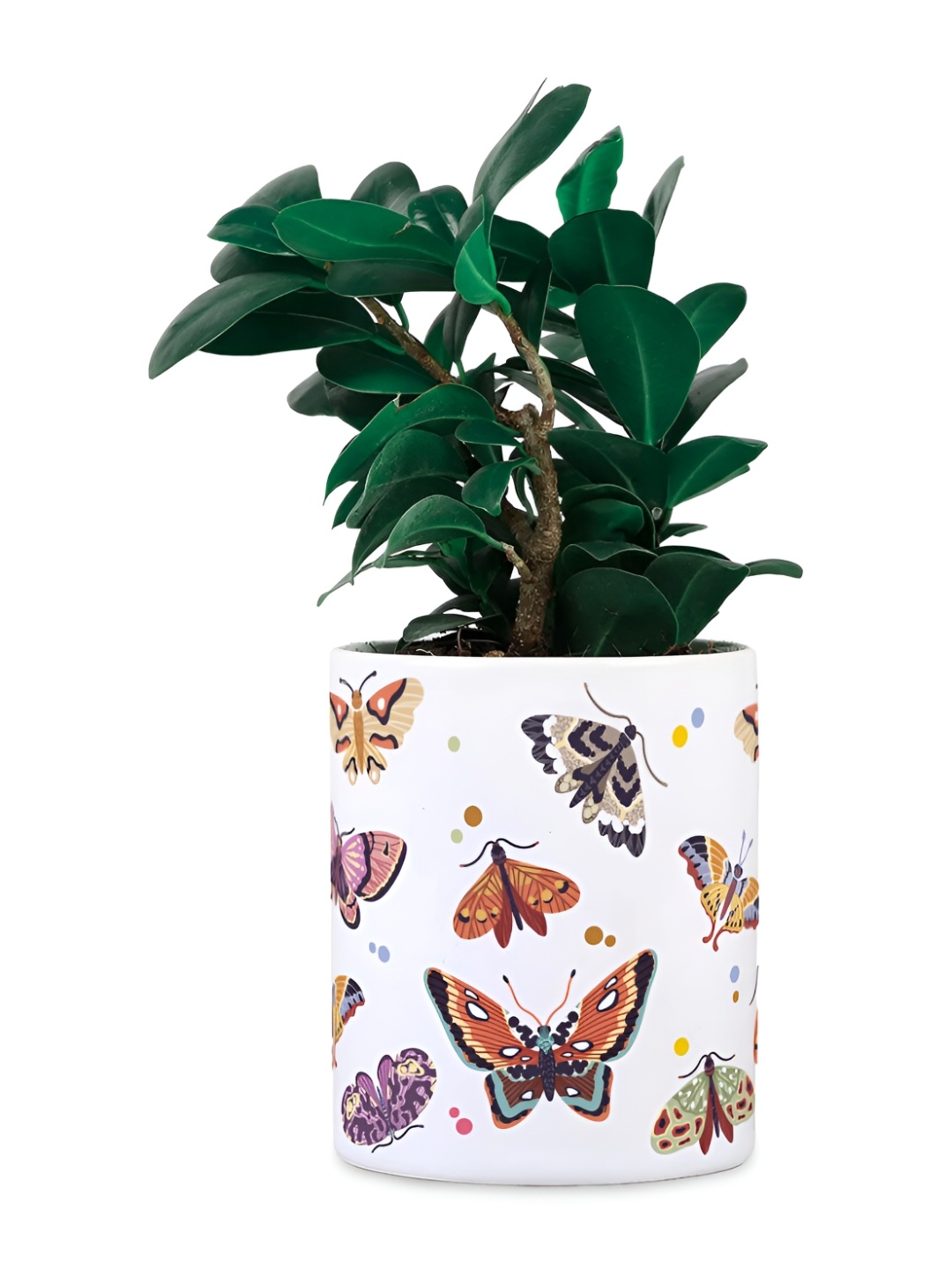 

Gathari White Printed Ceramic Planters