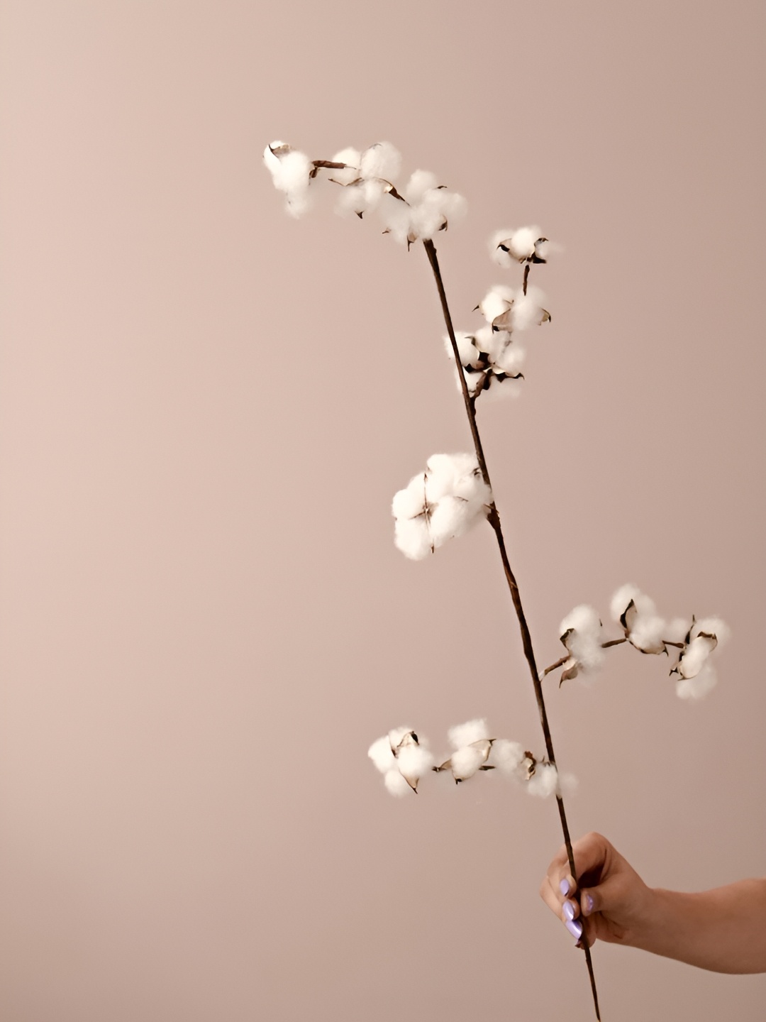 

Artecasa Set of 5 Dried Cotton Stick Flower, White