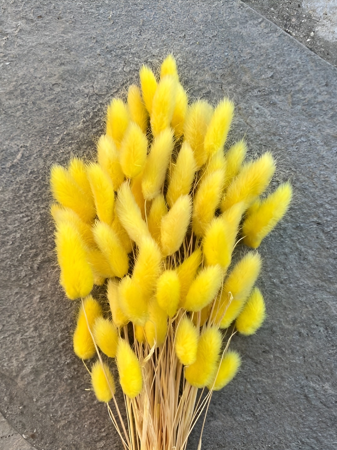 

Artecasa Naturally Dried Yellow Bunny Tails