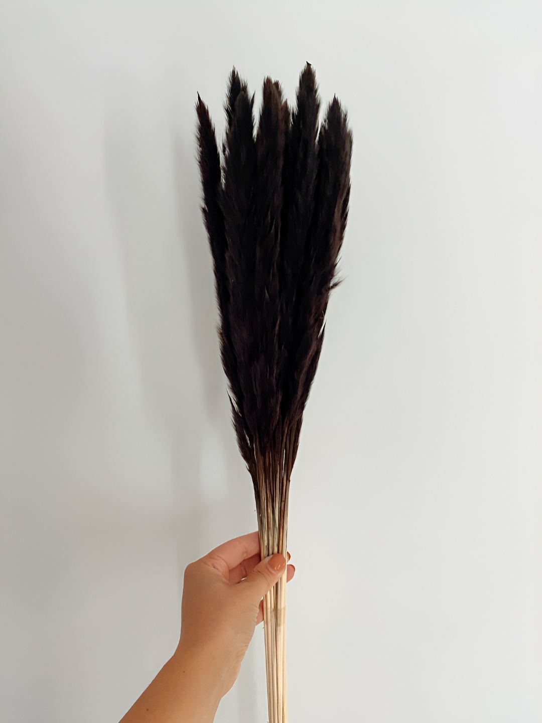 

Artecasa Dried Flower Mini Black Pampas