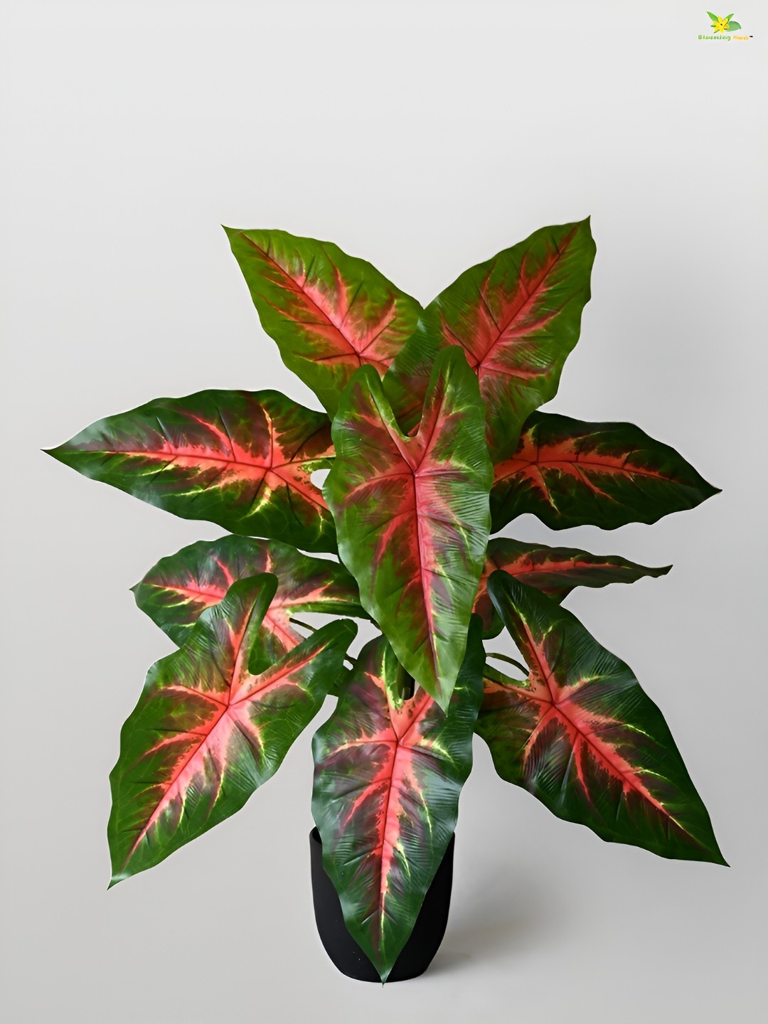 

Blooming Floret Green & Pink Caladium Artificial Plant With Pot
