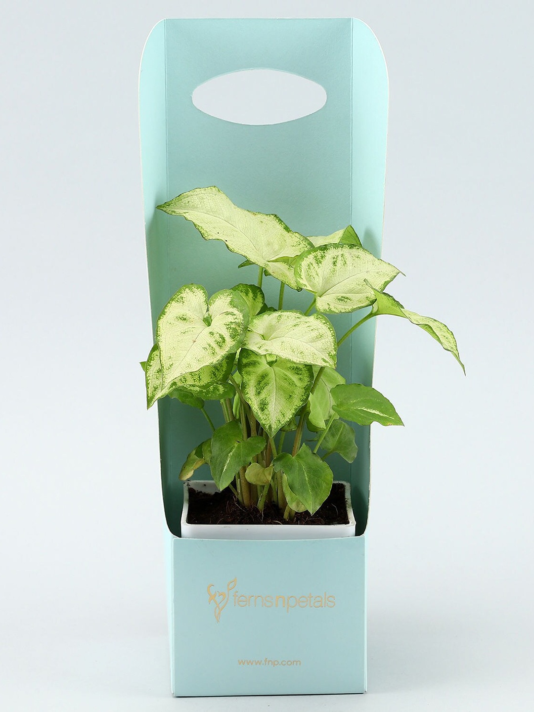 

fnp Green Syngonium Plant In Handgrip Box
