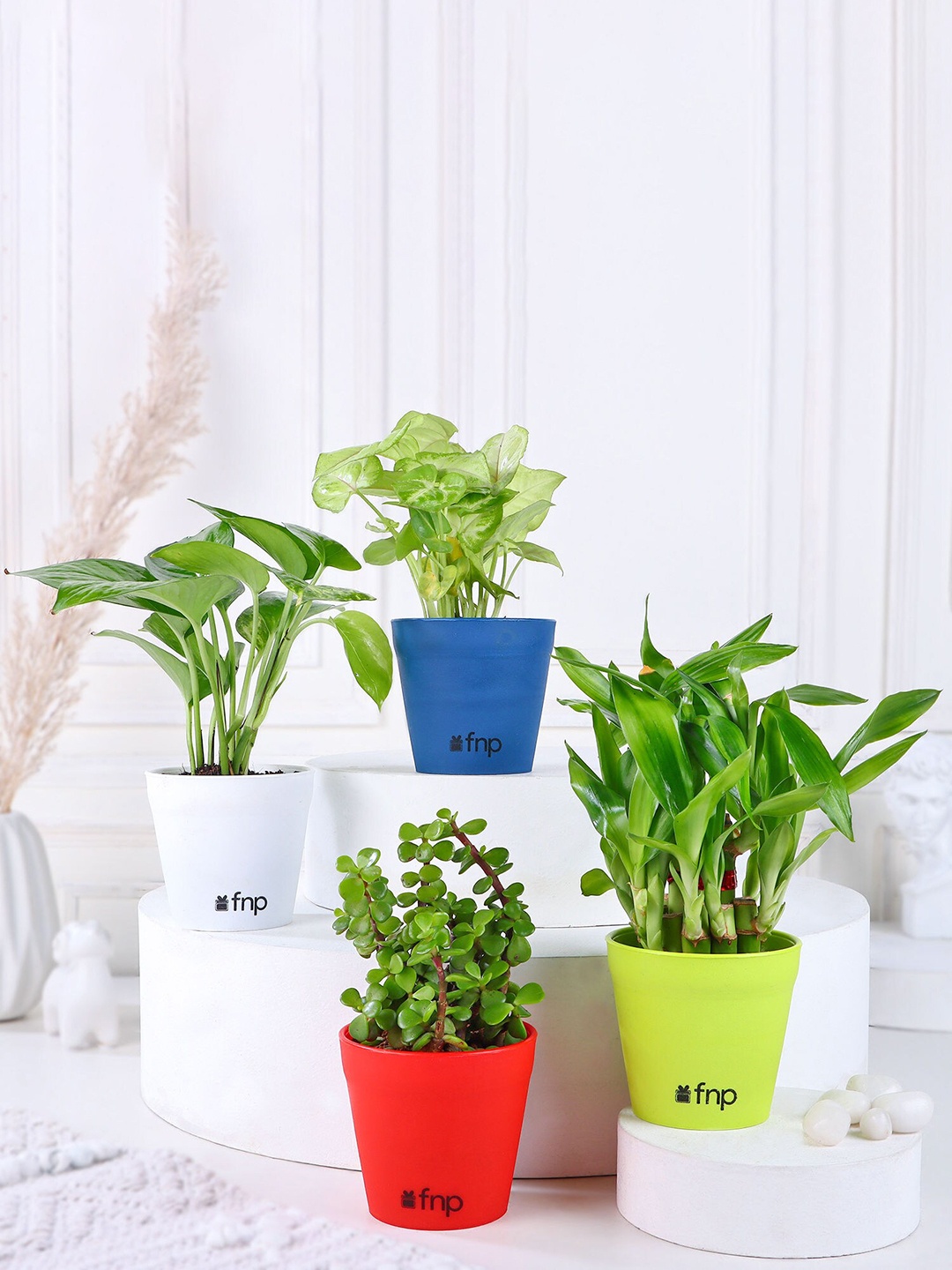 

fnp 4 Pieces Green Bamboo Syngonium Jade Money Plants with Pot