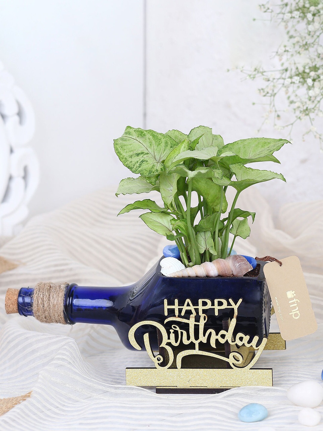 

fnp Green Syngonium Plant In Birthday Antiquity Bottle Planter