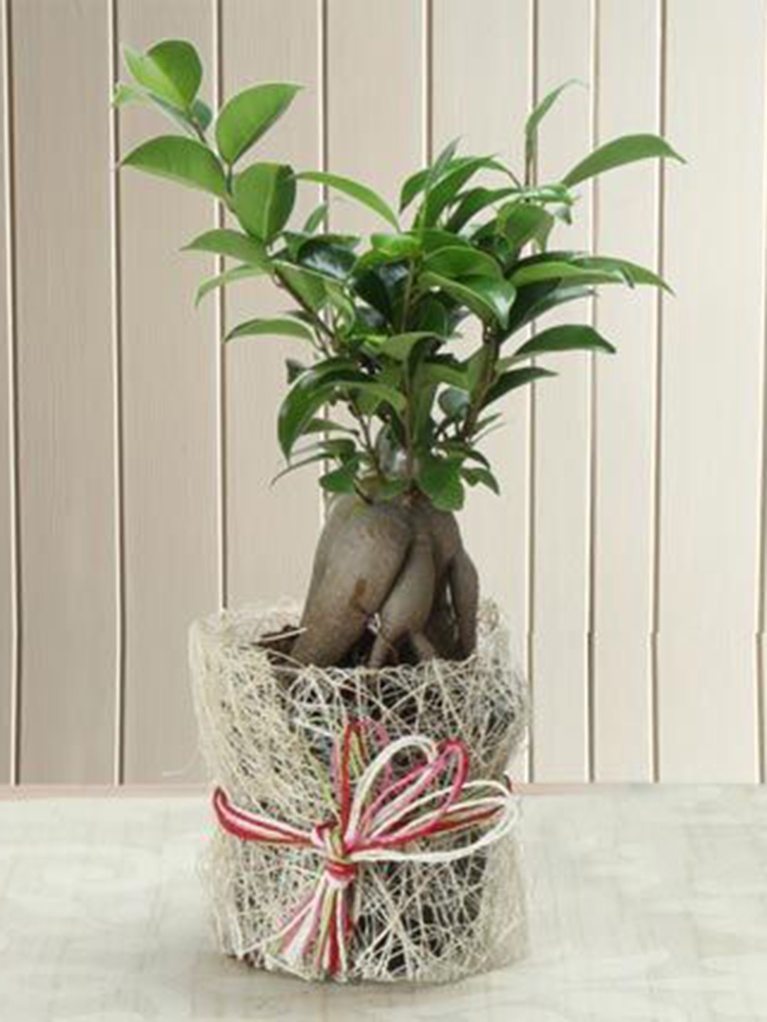 

fnp Green Potted Ficus Bonsai Live Plant