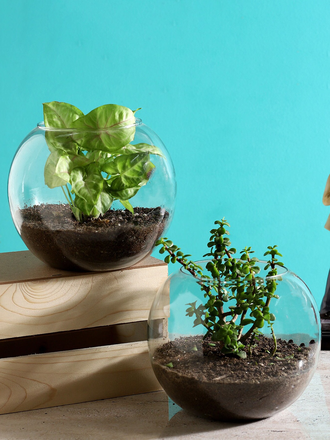 

fnp Green 2 Pieces Jade & Syngonium Plant Terrarium Set