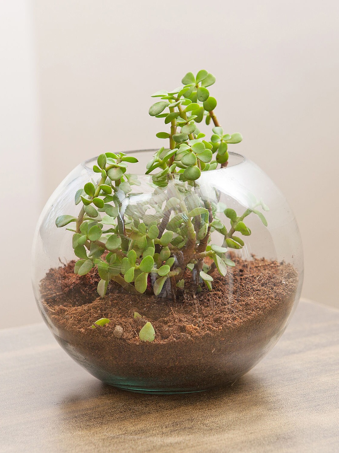 

fnp Green Jade Plant Terrarium In Glass Vase
