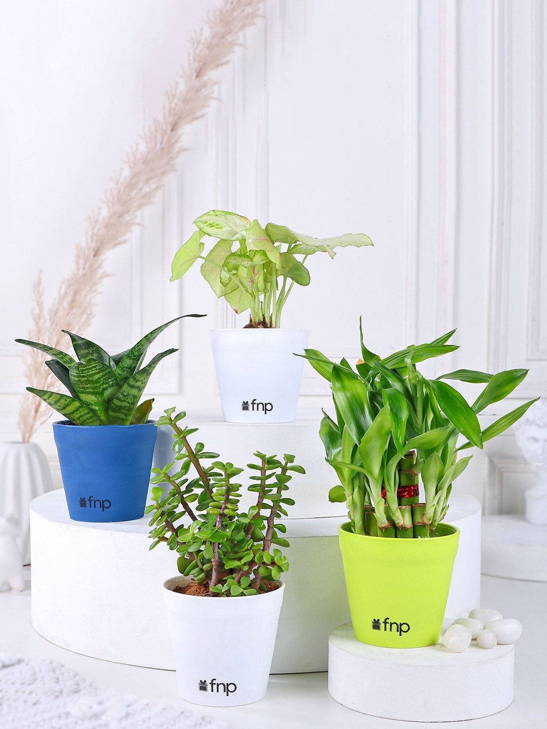 

fnp 4 Pieces Green Jade Sansevieria Bamboo Syngonium Plant Set