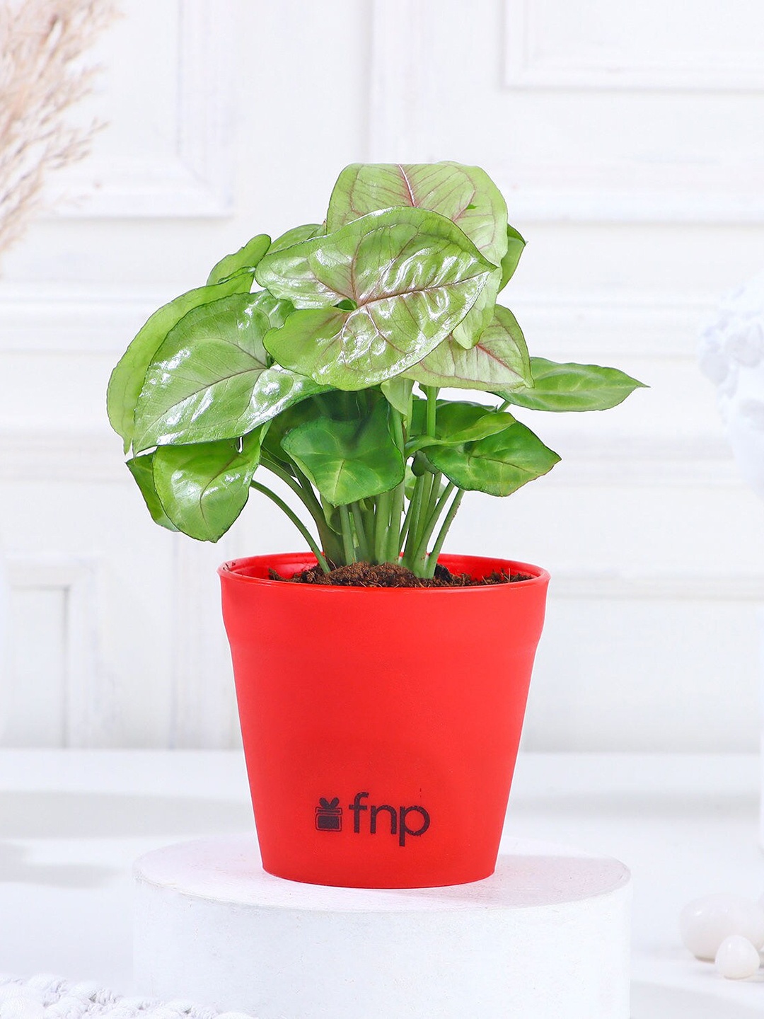 

fnp Green Syngonium Plant In Pot