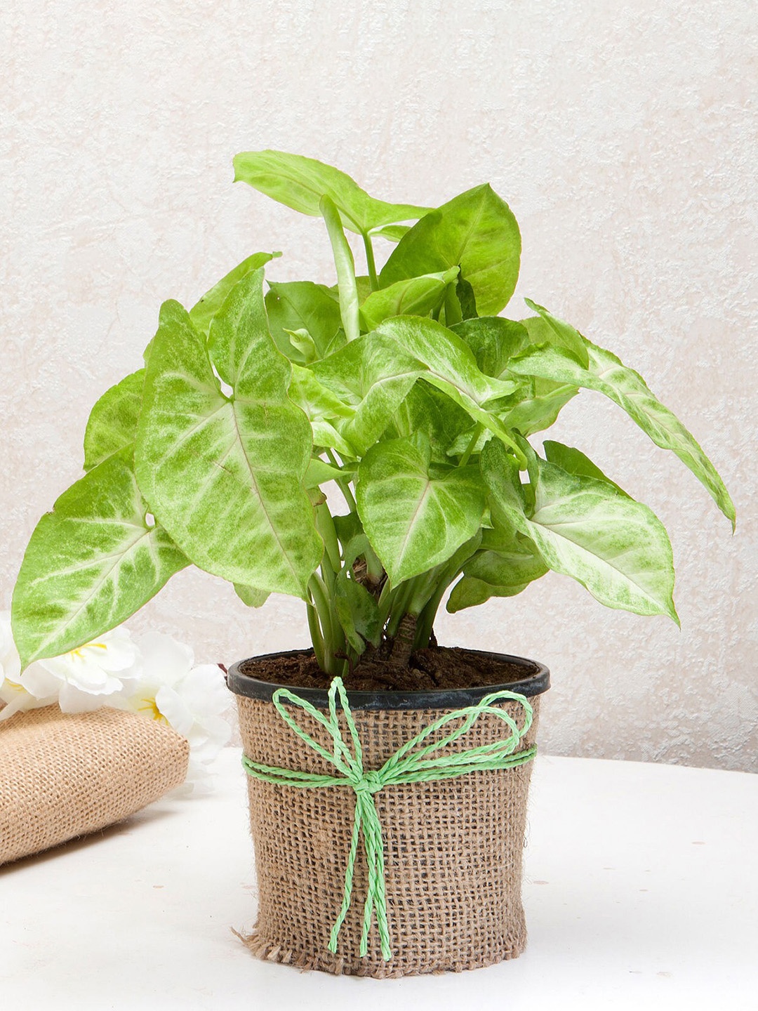 

fnp Green Syngonium Plant with Pot