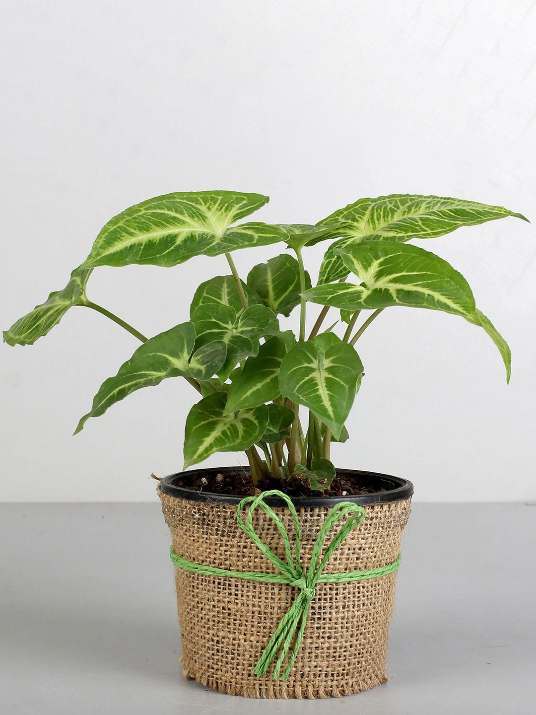 

fnp Green & Brown Syngonium Plant Elegance with Pot