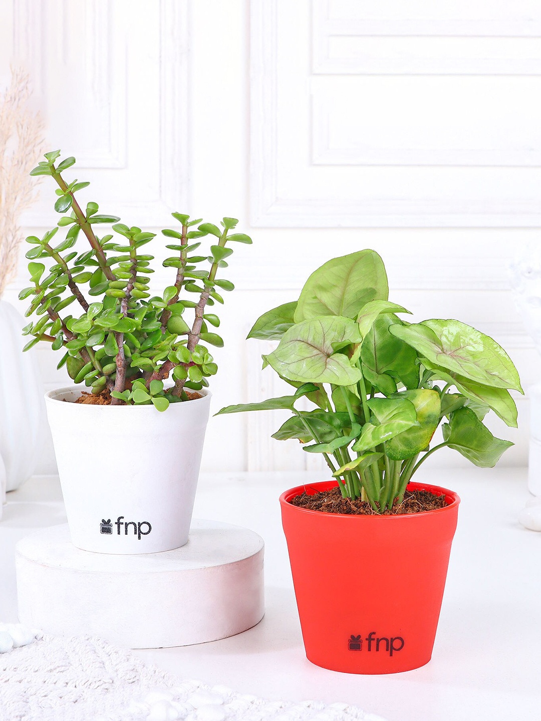 

fnp Green 2 Pieces Syngonium Jade Plant Set