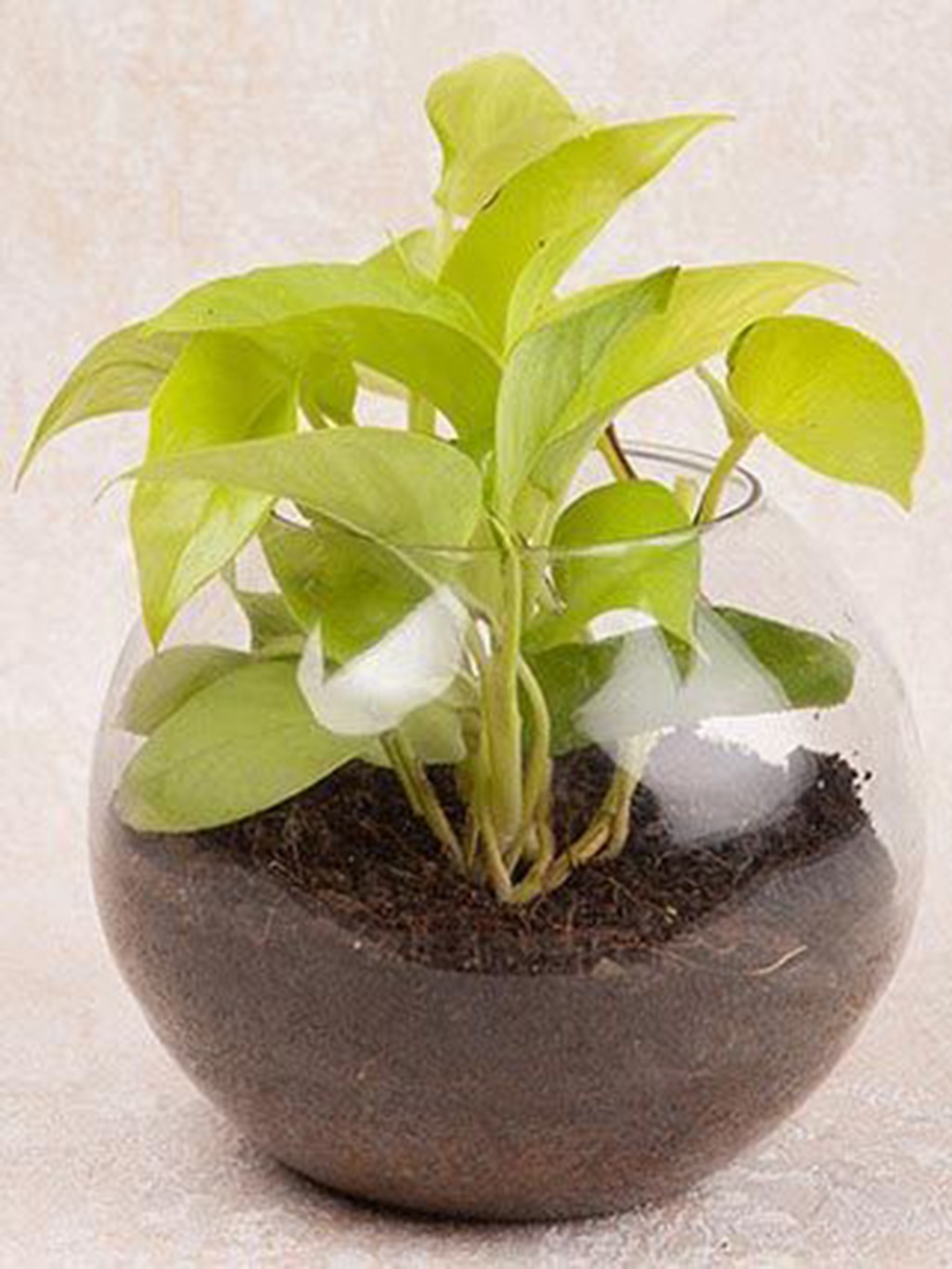 

fnp Green Money Plant In Glass Vase