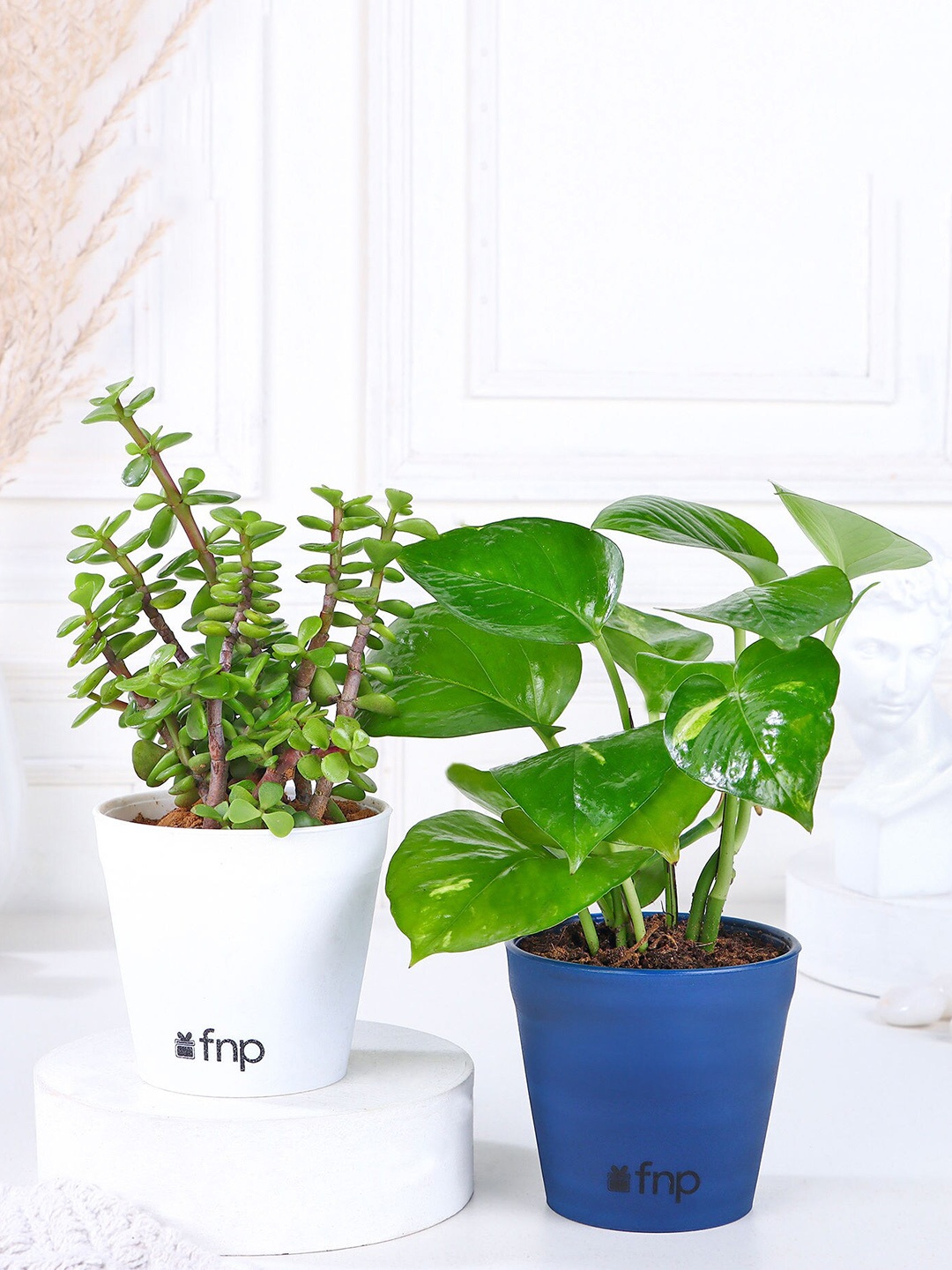 

fnp Green 2 Pieces Money Jade Plant Set