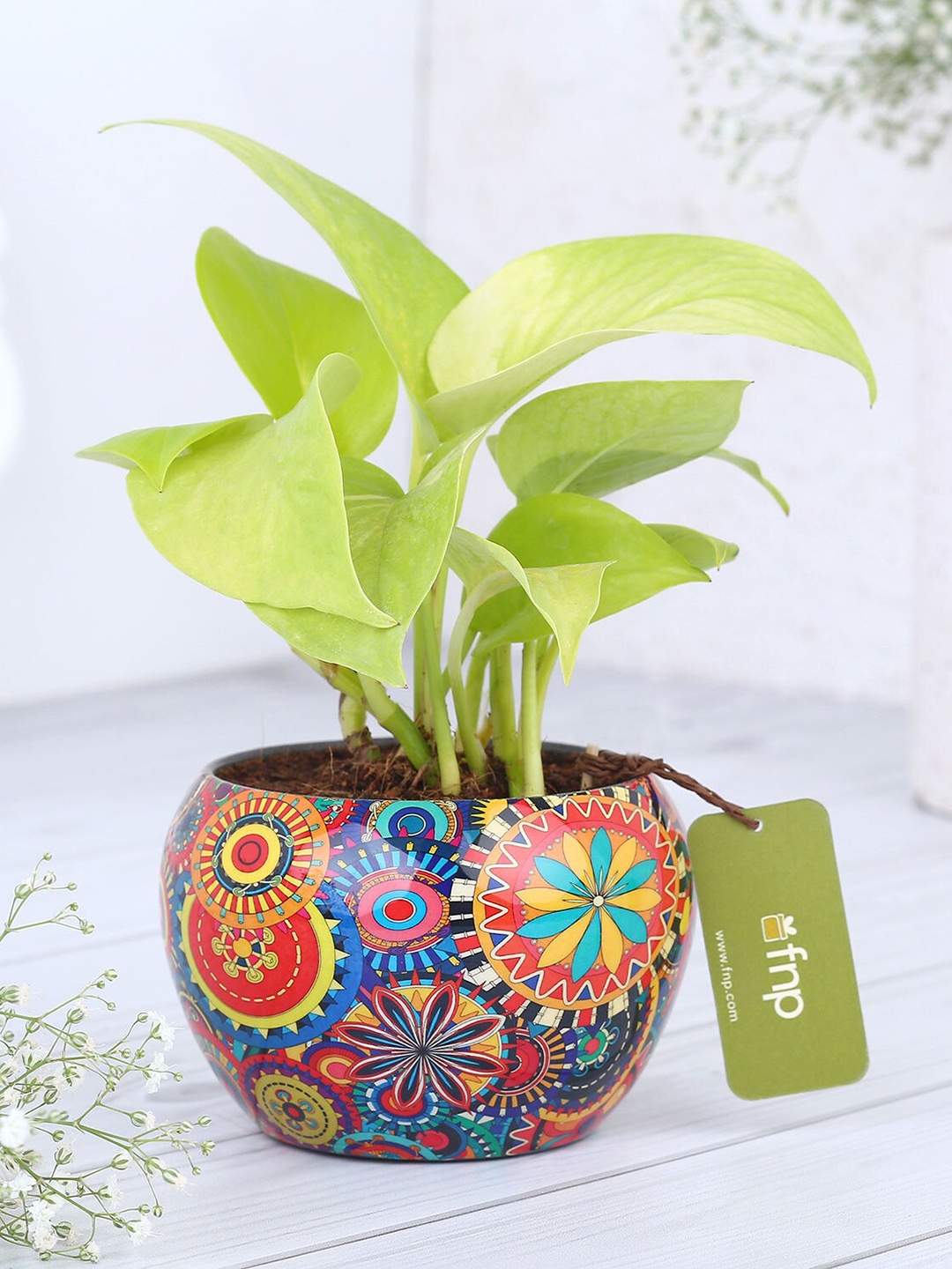 

fnp Green Money Plant In Colourfull Rajwada Printed Pot