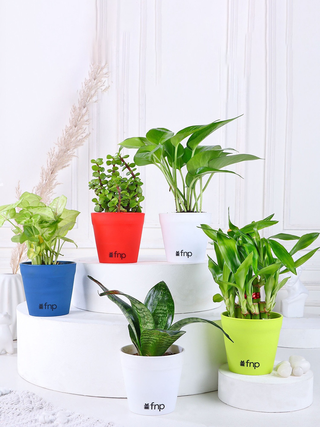 

fnp Green 5 Pieces House Plant Set with Pot