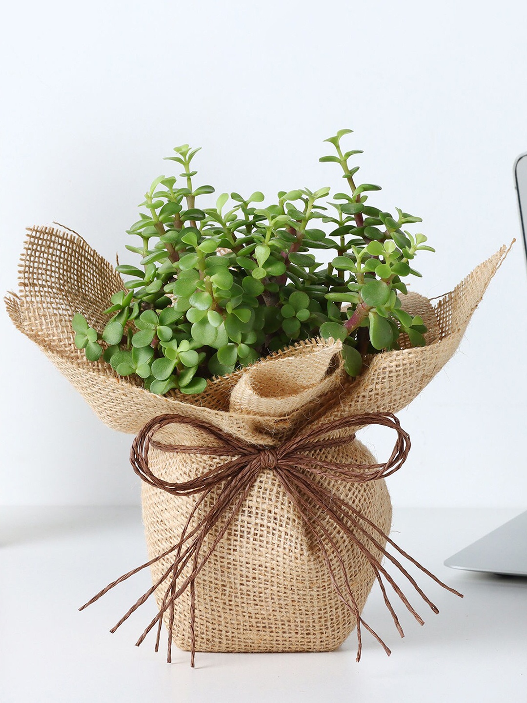

fnp Green Jade Plant with Pot