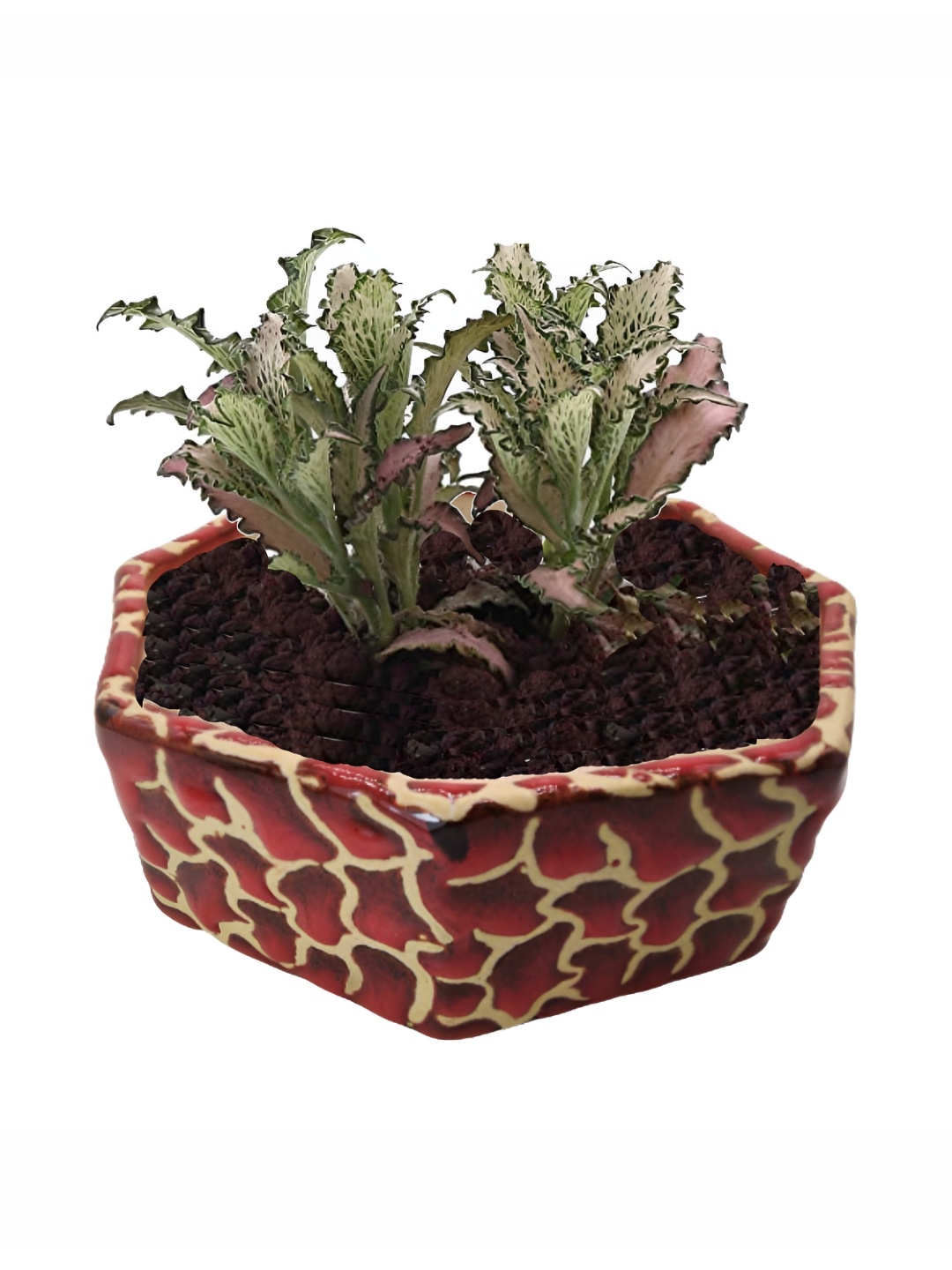 

INDIA MEETS INDIA Red & Off-White Ceramic Octagon-Shaped Planter